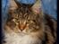 Maine Coon DK Proud Danish MoonDancer