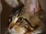 Maine Coon DK Proud Danish MoonDancer