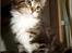 Maine Coon DK Proud Danish MoonDancer