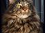 Maine Coon DK Proud Danish MoonDreamer - 8 mdr