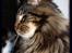 Maine Coon DK Proud Danish MoonDreamer
