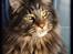 Maine Coon DK Proud Danish MoonDreamer