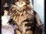 Maine Coon DK Proud Danish MoonDreamer