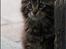 Maine Coon DK Proud Danish MoonDreamer
