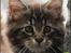 Maine Coon DK Proud Danish MoonDreamer