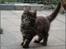 Maine Coon DK Proud Danish MoonDreamer