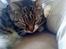 Huskat Trunte - Trunte sover - ZzzzzZzzzzZ.