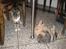 Huskat freja R.I.P