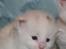 Norsk Skovkat Zalethco's Gandalf
