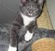 Manx Sylvester