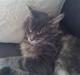 Maine Coon Ashlan (slikke Frandsen)