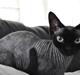 Devon Rex Ingeborg