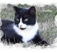 Huskat Pletten