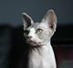 Sphynx DevilsHaircut  Böf