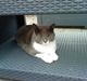 Huskat Lillemis *Rest in peace* 