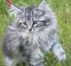 Maine Coon Silver Cheater