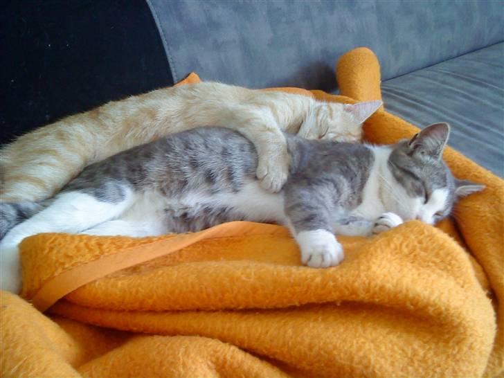 Huskat Malibu billede 13