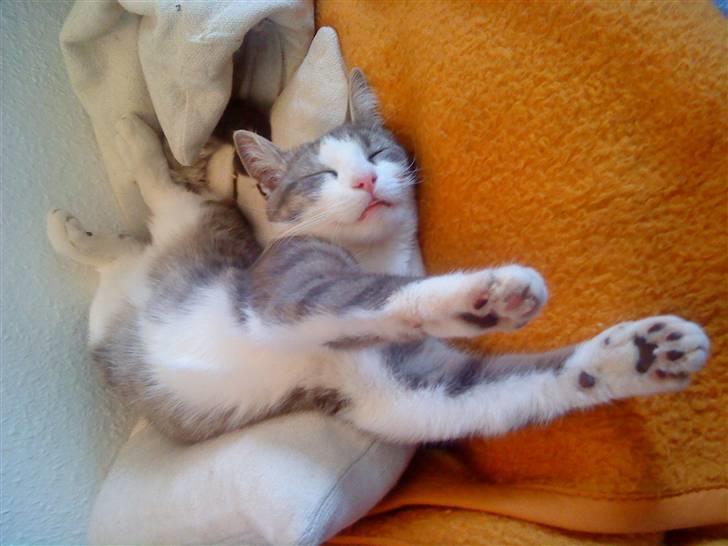 Huskat Malibu billede 15