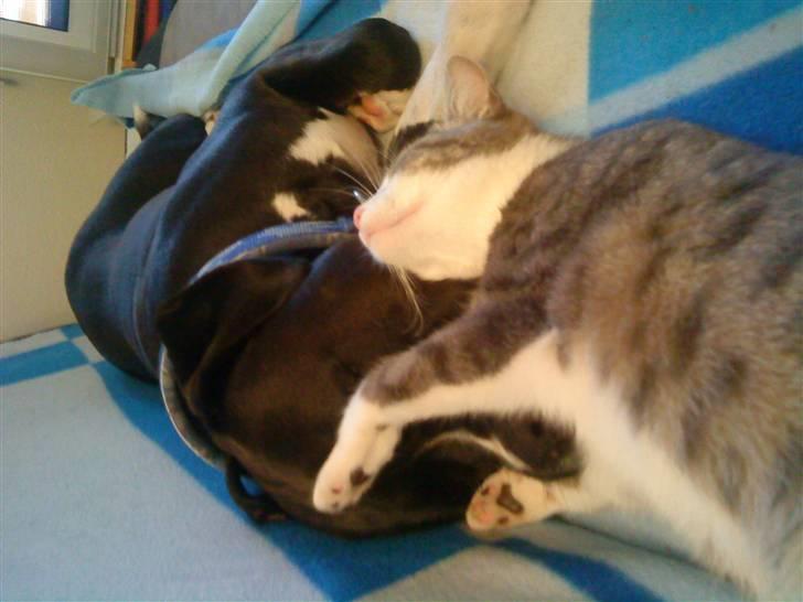 Huskat Malibu billede 16