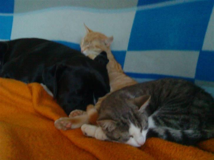 Huskat Bailey billede 7