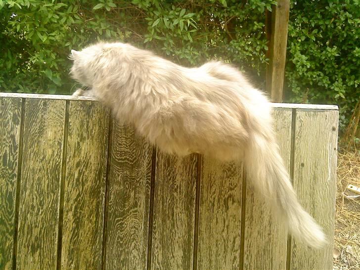 Norsk Skovkat Zimba  - Et hundehus kun kravler på  billede 18