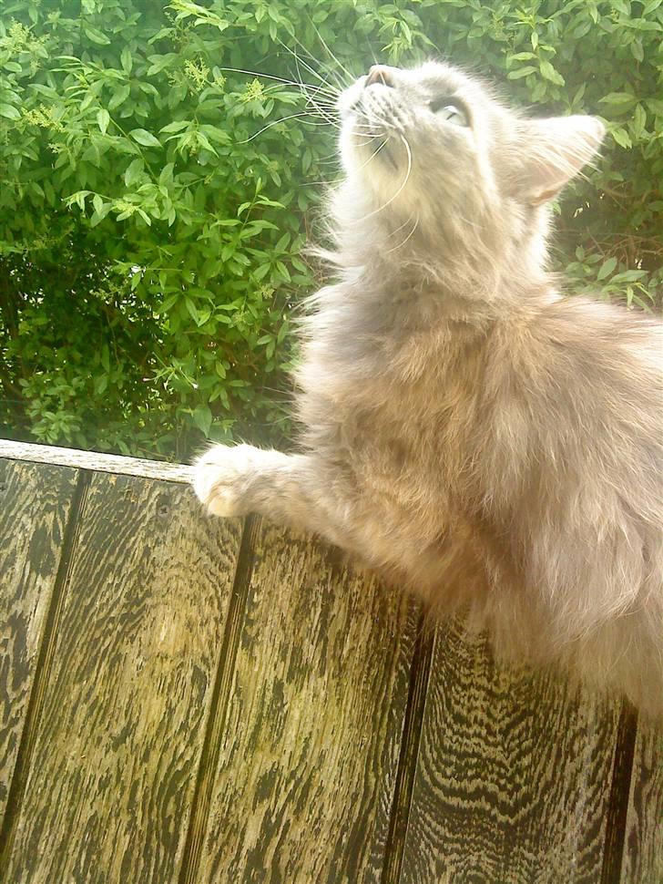 Norsk Skovkat Zimba  billede 19