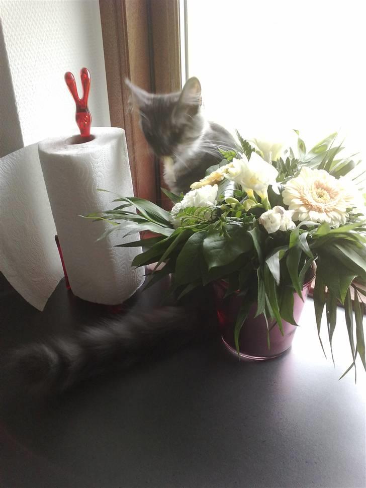 Maine Coon Chili - I kan da ikke se mig vel !!?? billede 17