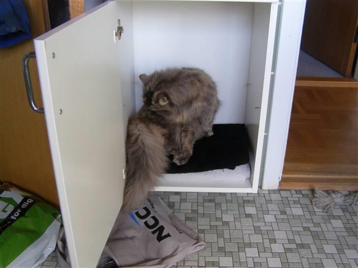 Norsk Skovkat Zimba  - hmm ... ?  billede 20