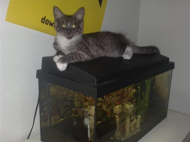 Maine Coon Chili - I´m the king of the castle :-)) øhh Queen.... billede 18