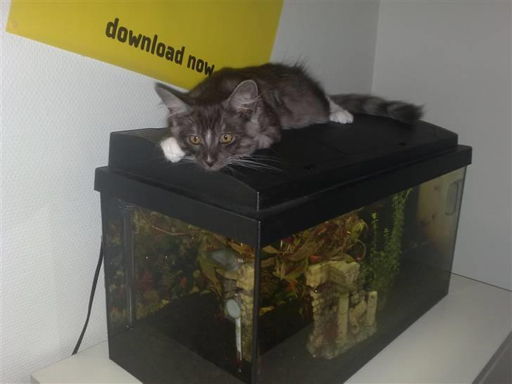 Maine Coon Chili - Hmm, sagde nogen jeg var fræk....nej vel ! billede 19