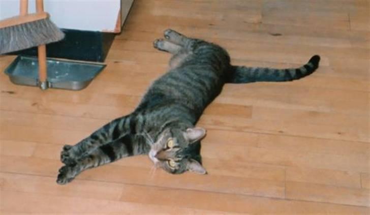 Huskat Leo billede 2