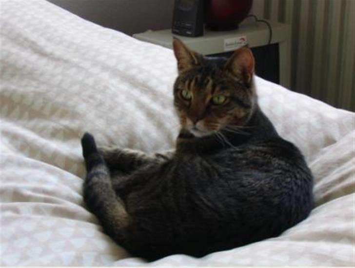 Huskat Leo billede 3