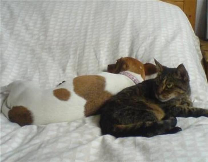 Huskat Leo billede 4