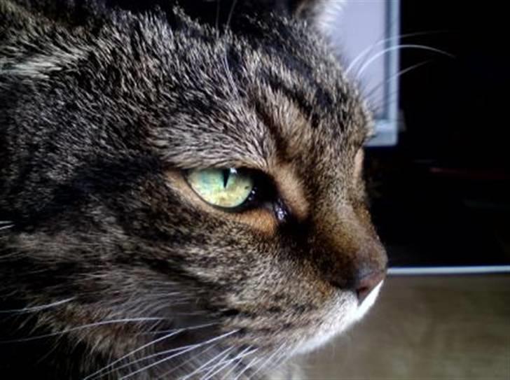 Huskat Leo billede 5