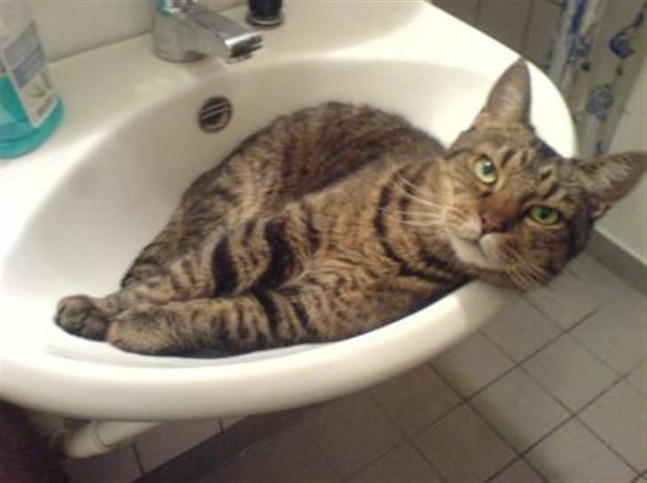 Huskat Leo billede 6