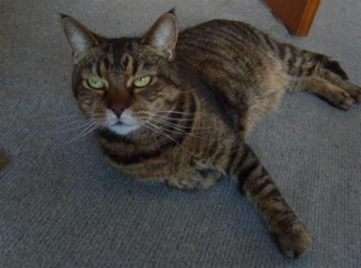 Huskat Leo billede 7