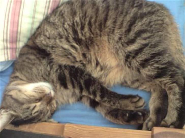 Huskat Leo billede 8