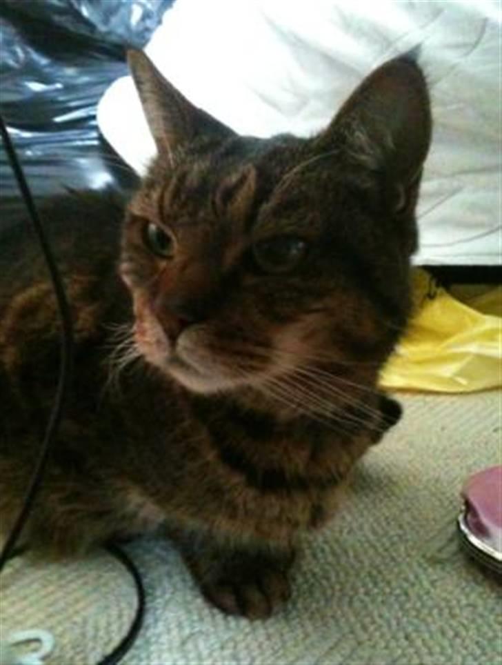 Huskat Leo - Leo på dagen han blev aflivet billede 9