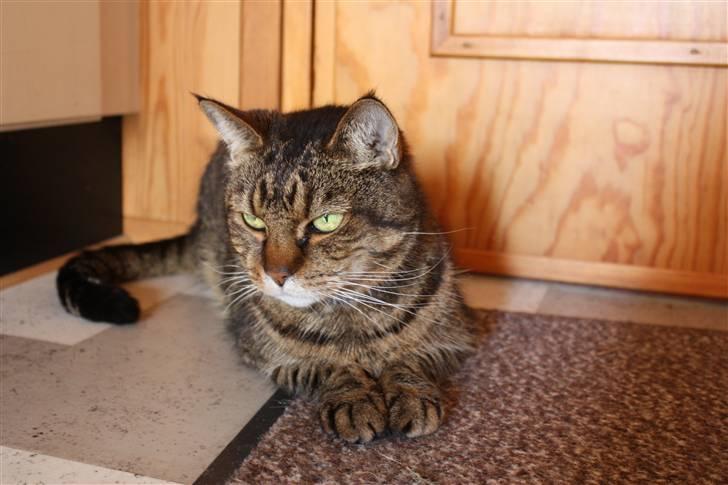 Huskat Leo billede 10