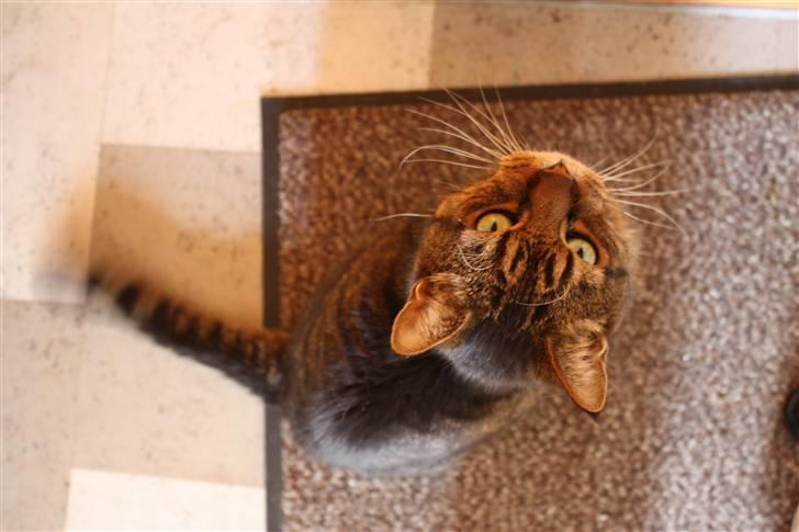 Huskat Leo billede 11