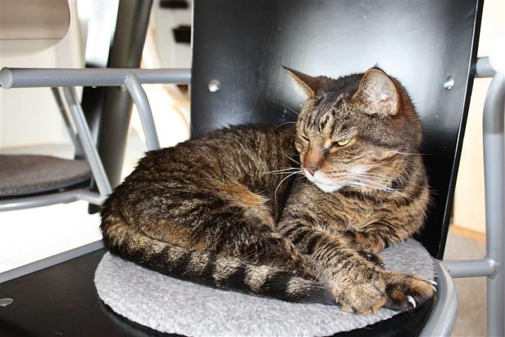 Huskat Leo billede 12