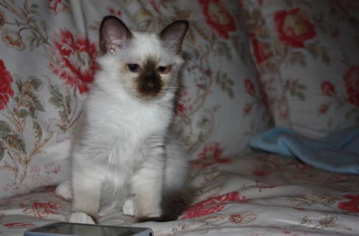 Hellig Birma Charlie billede 17