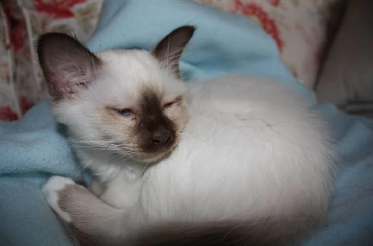 Hellig Birma Charlie billede 18