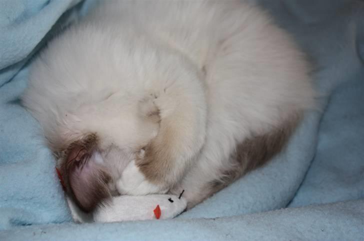 Hellig Birma Charlie billede 19