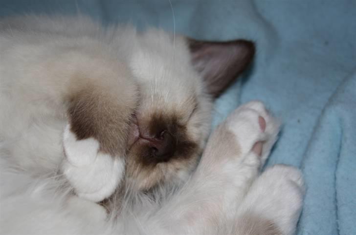 Hellig Birma Charlie billede 20