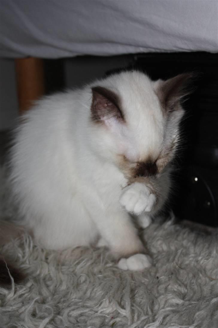 Hellig Birma Charlie billede 21