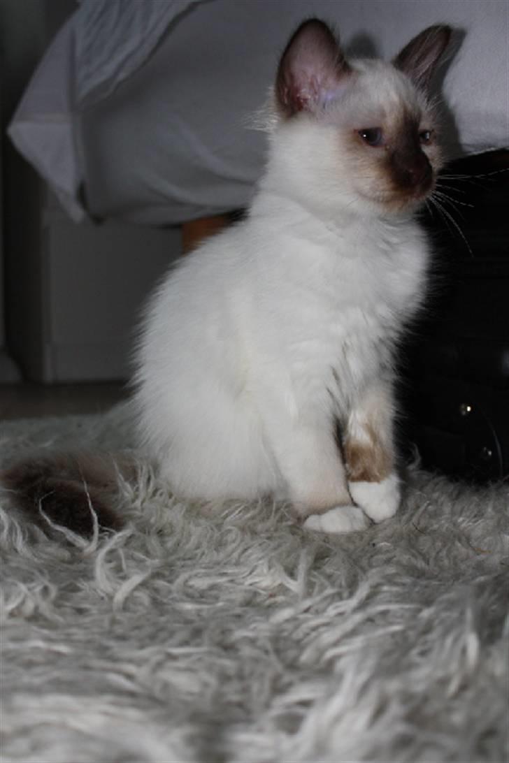 Hellig Birma Charlie billede 22