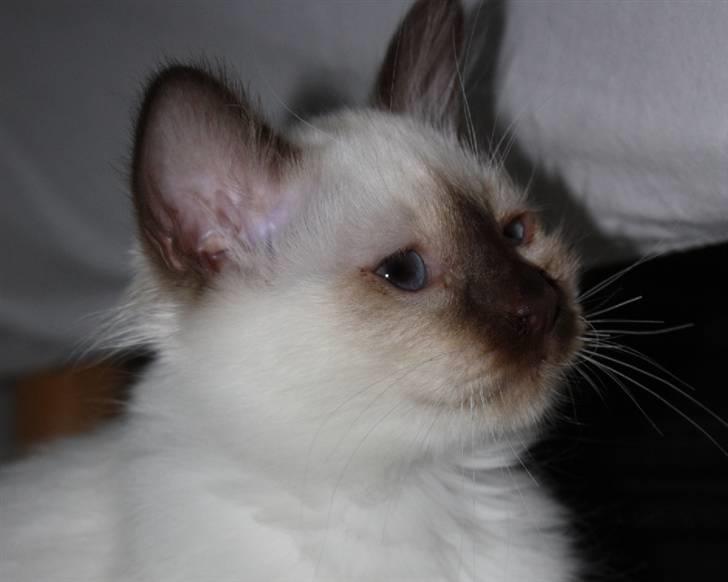 Hellig Birma Charlie billede 23