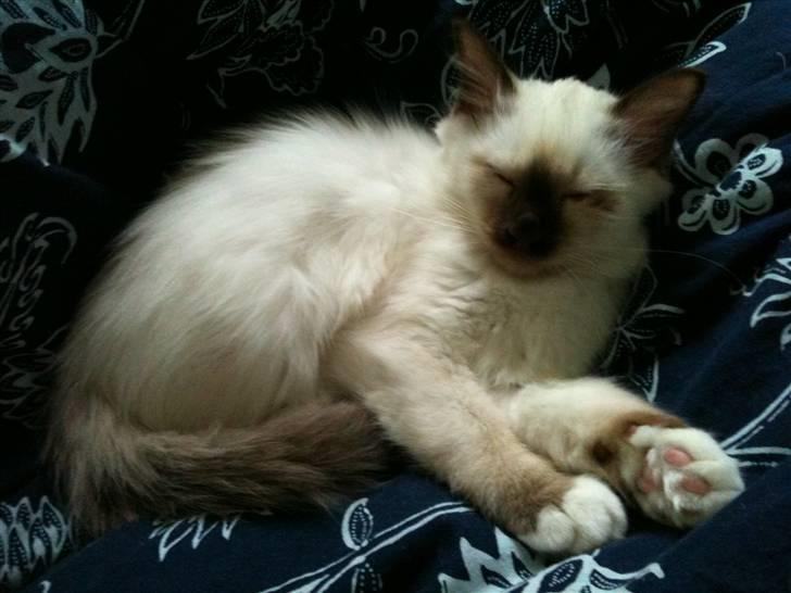 Hellig Birma Charlie billede 24