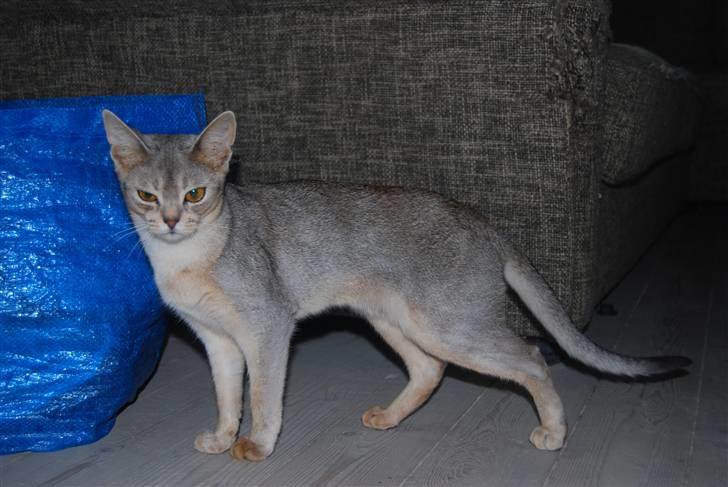 Abyssinier Silver Kama af Freden  billede 18